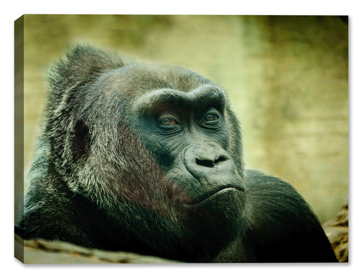 Colo the Gorilla - Canvas Art Plus
