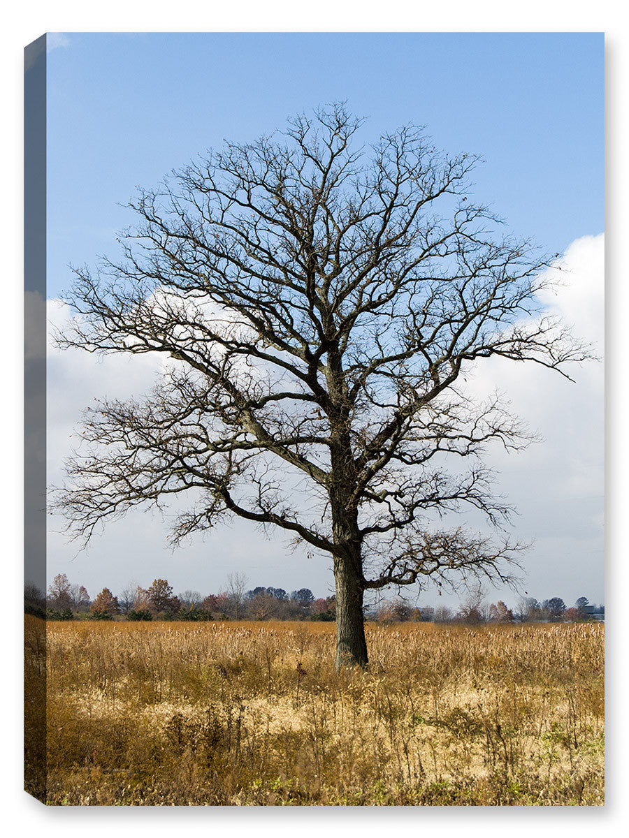 Oak Tree in the Autumn Season - Fine Art Photography printed on Canvas.