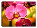 Pink Orchid on Canvas - Fine Art Photograph printed on Canvas
