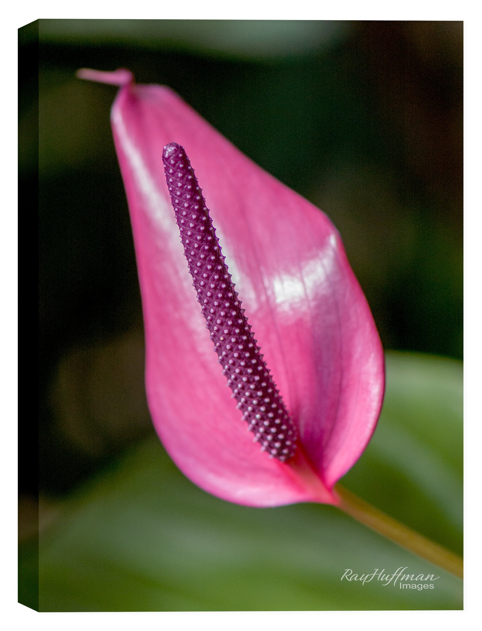 Spring Sowbread  Flower printed on Canvas.