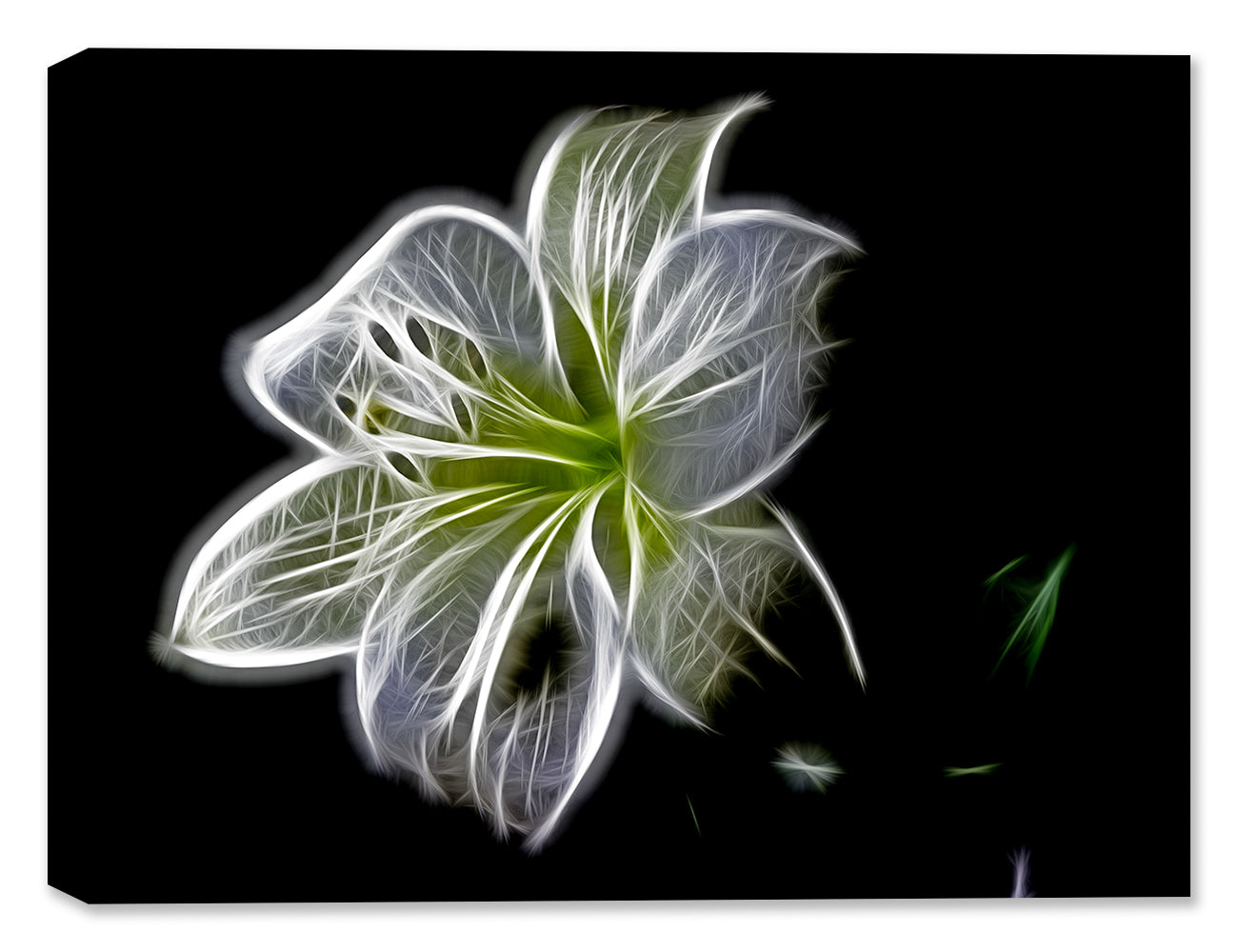 Multi color digital painting of a flower.  Printed on Canvas.