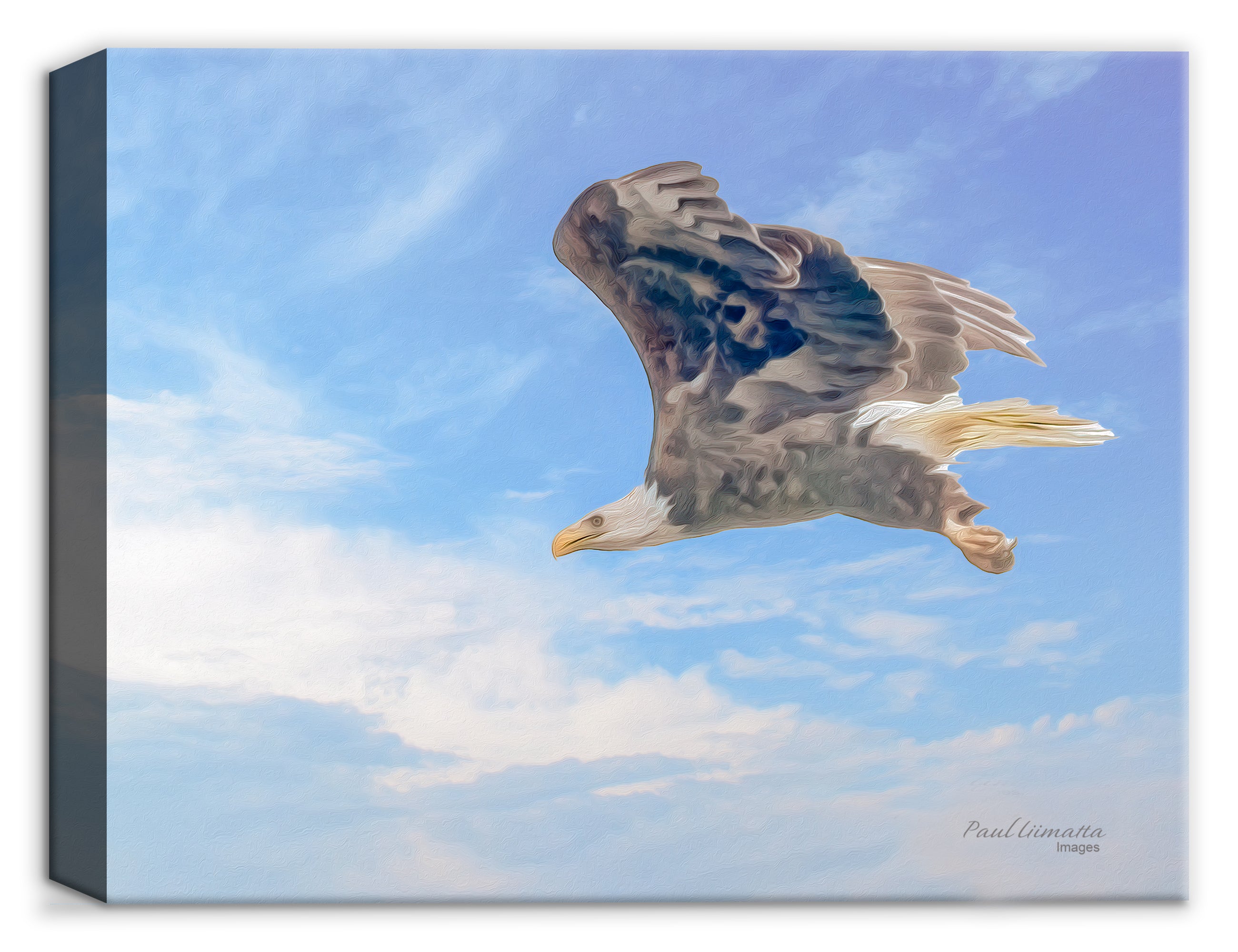 Image of a Soaring Eagle - Printed on Canvas