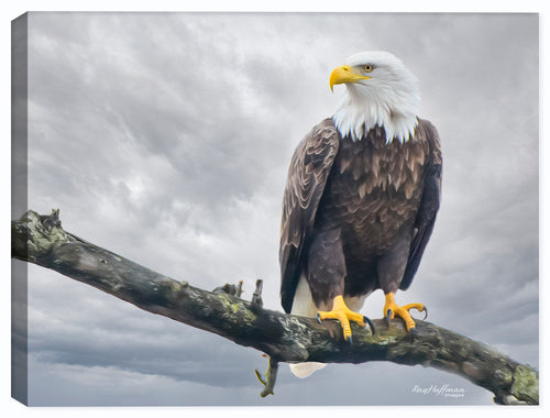 Bald Eagle on a Branch - Painting on Canvas