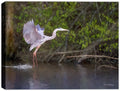 White Egret Painting in Evening Sunlight