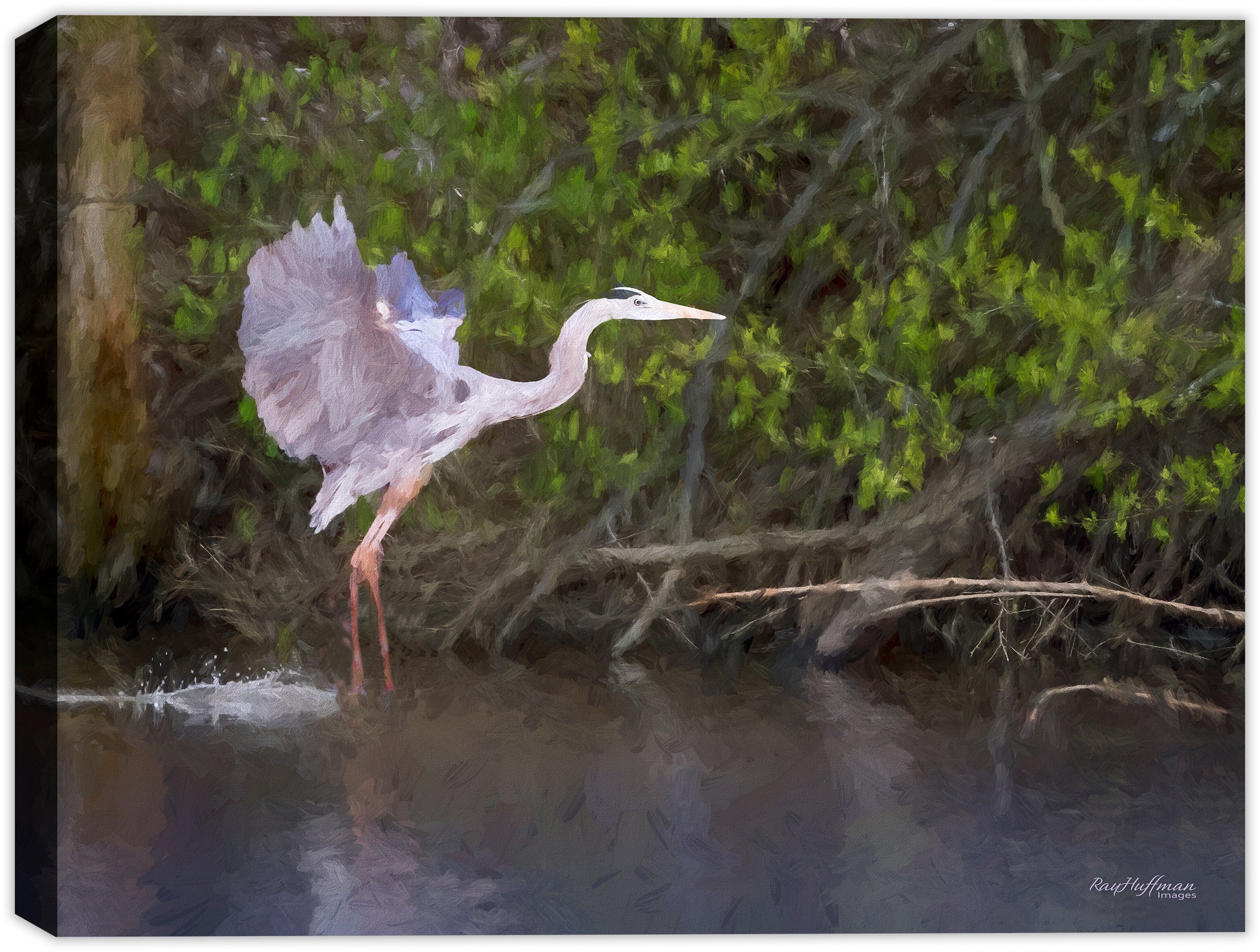 White Egret Painting in Evening Sunlight