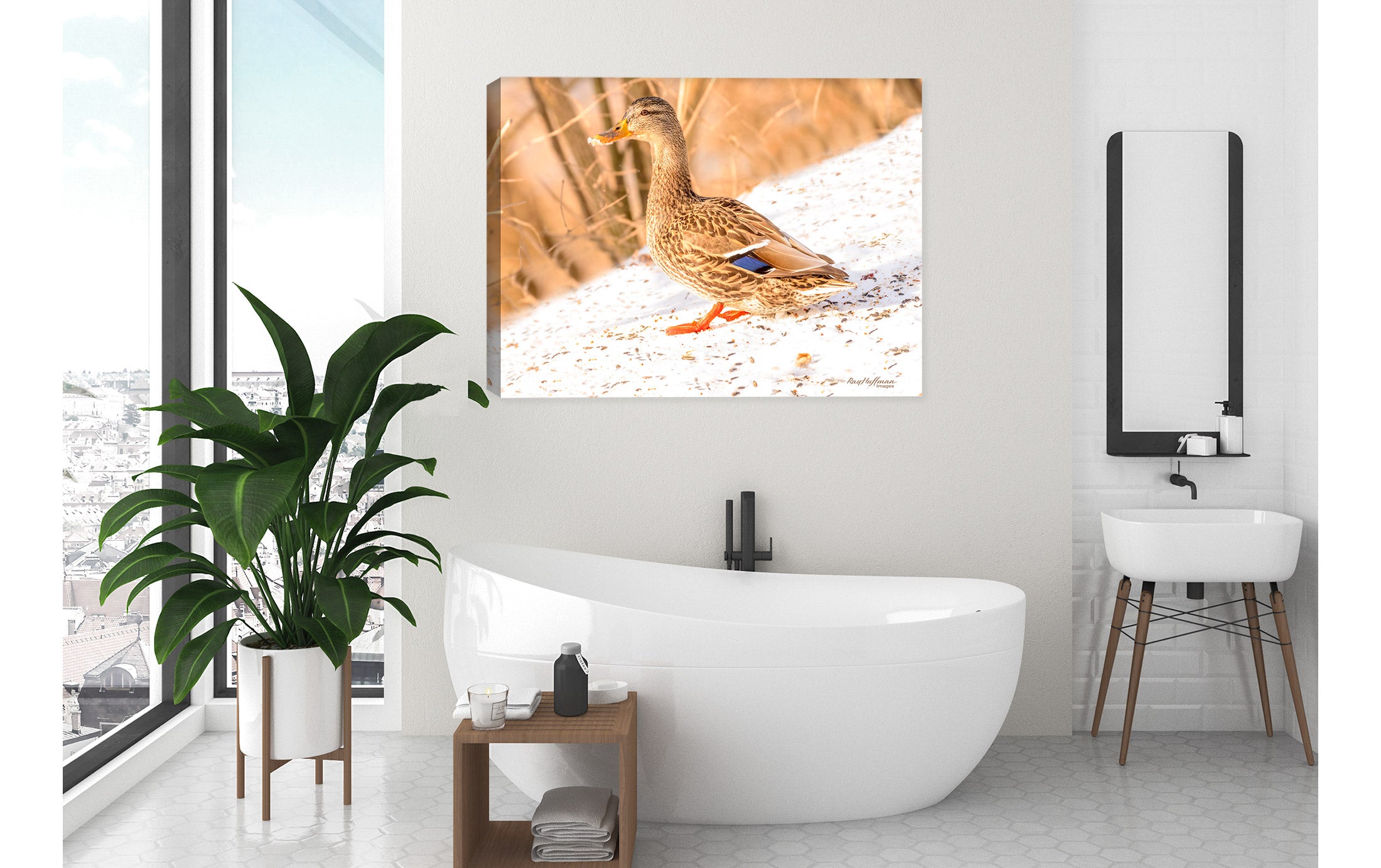 Female Mallard - Fine Art Photography - on Canvas - Hanging on Bathroom Wall