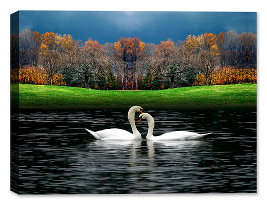 Swans on a Lake - Canvas Art Print
