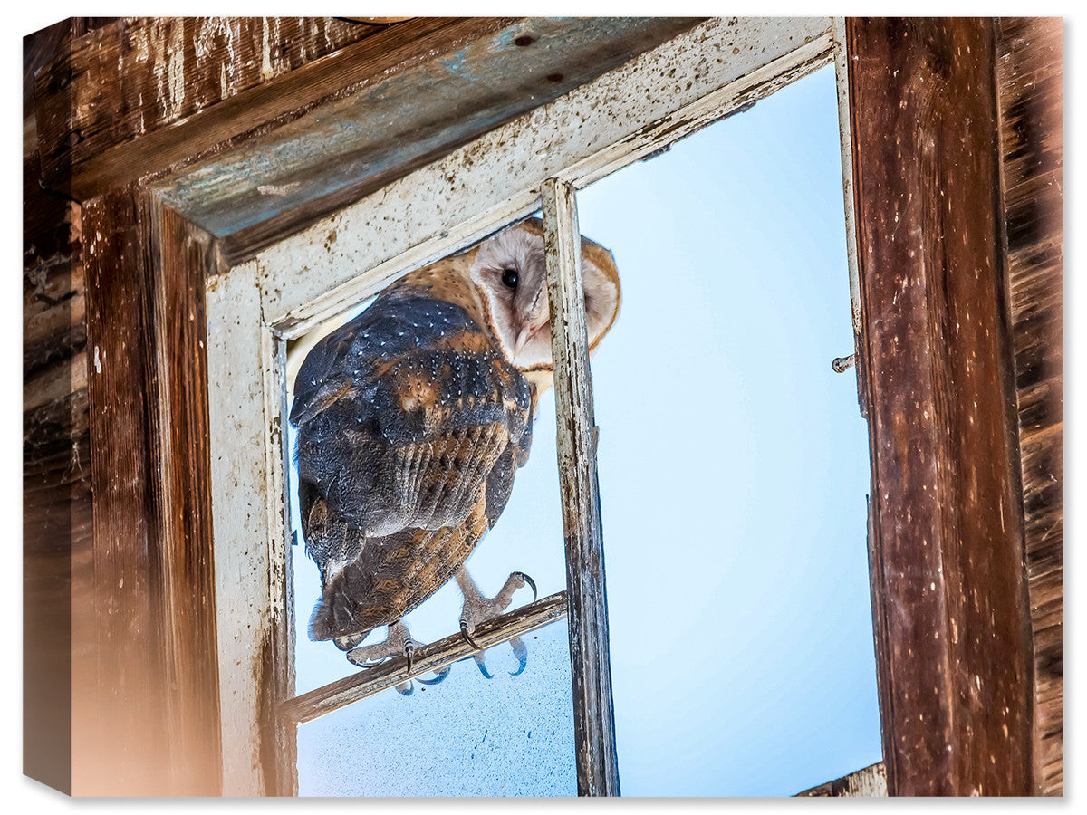 Photography of an Owl Looking into the Barn - printed on Waterproof Canvas