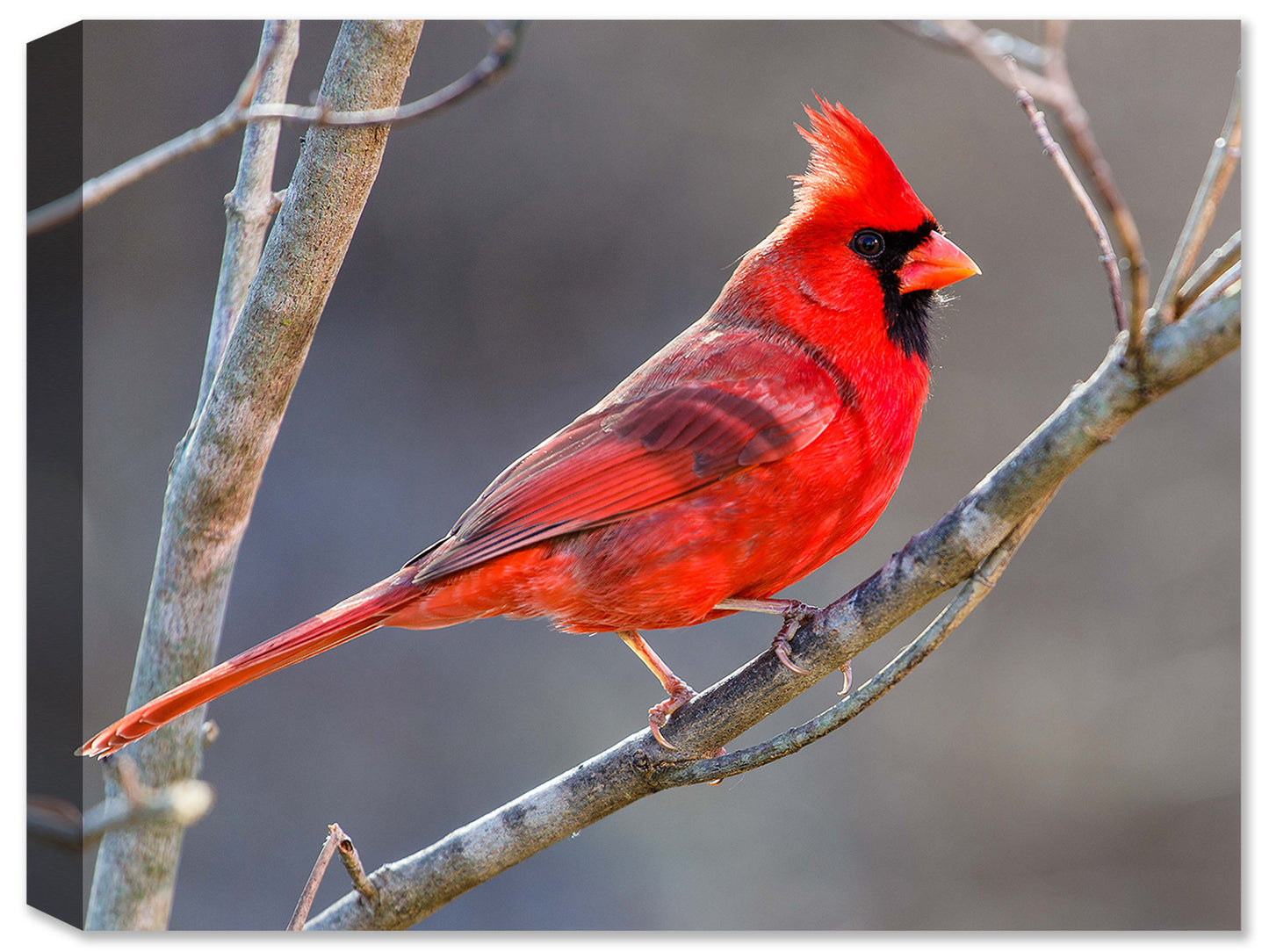 Cardinal Sitting on a Branch - Canvas Art Plus