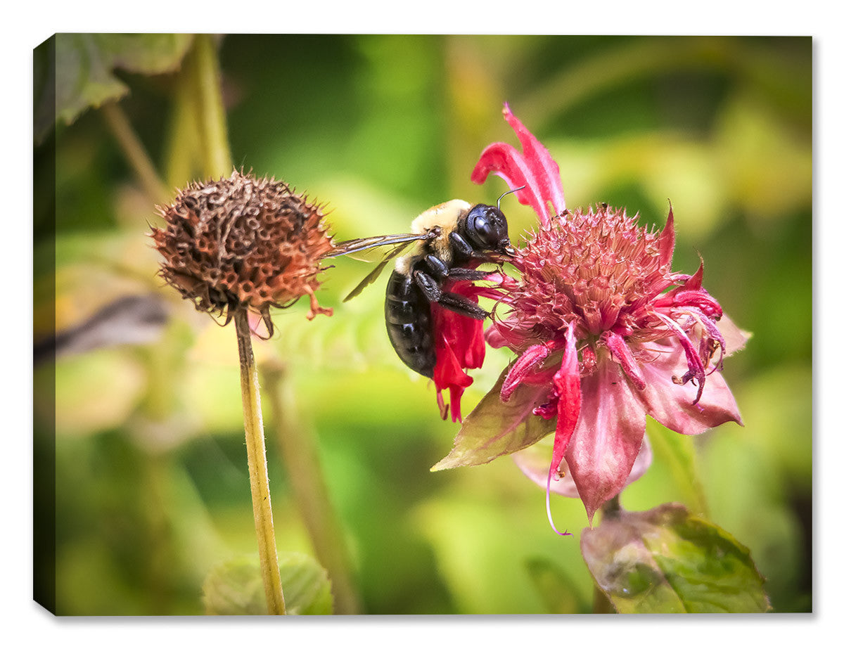 Bee on Flower on Canvas - Canvas Art Plus