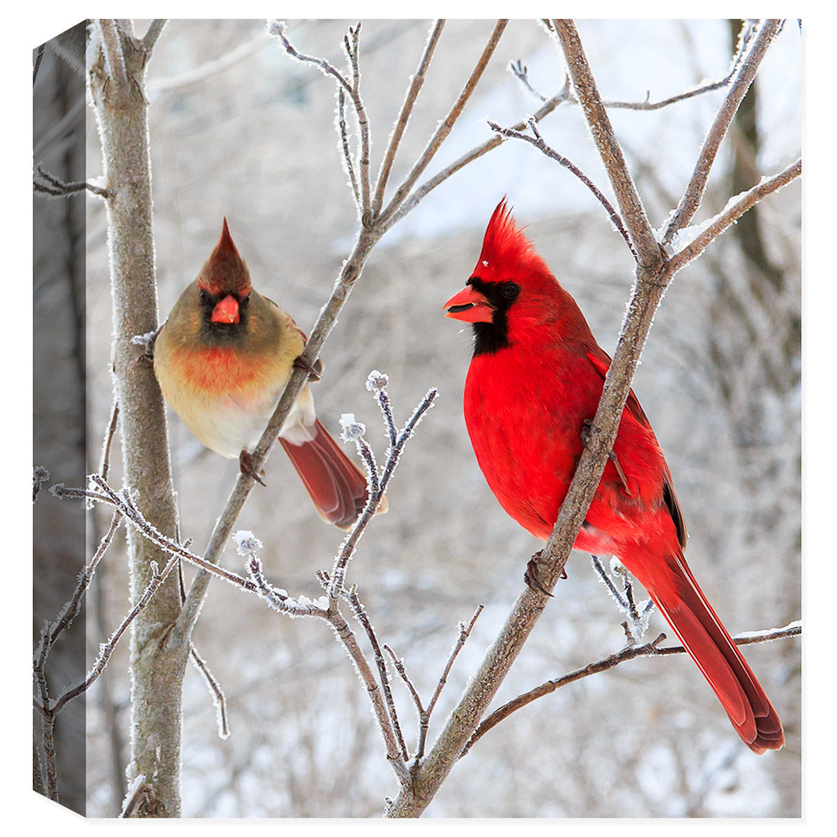Photographic Image of 2 cardingals - Mr. & Ms. Cardinal - Fine Art Canvas Print