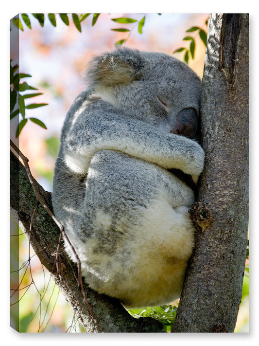 Fine Art Photography of "Nap Time Koala Bear" - Printed on Canvas