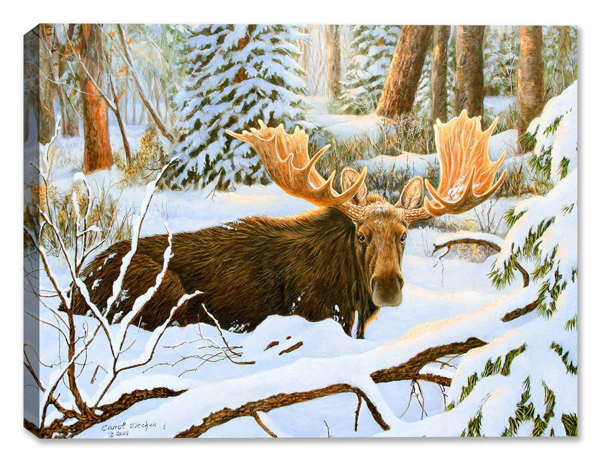 Painting of a Bull Moose  in the Deep Snow looking straight into the viewer - printed on Waterproof Canvas