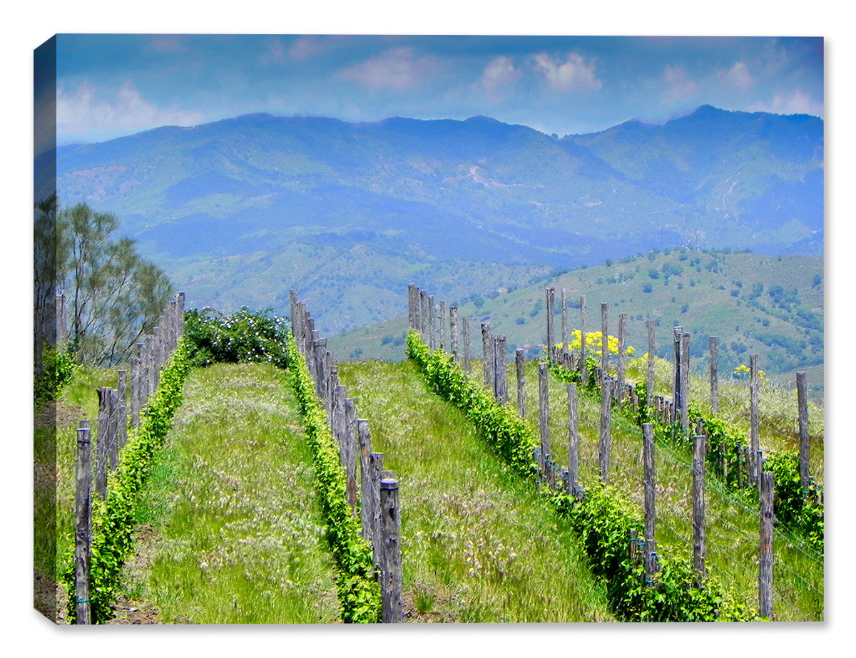 Image of Sicilian Grapevine Field - Printed on Canvas