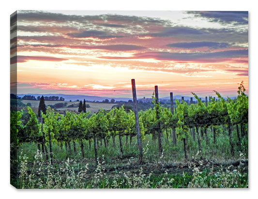 Image of a Tuscany Landscape of Grapevines - Printed on Canvas