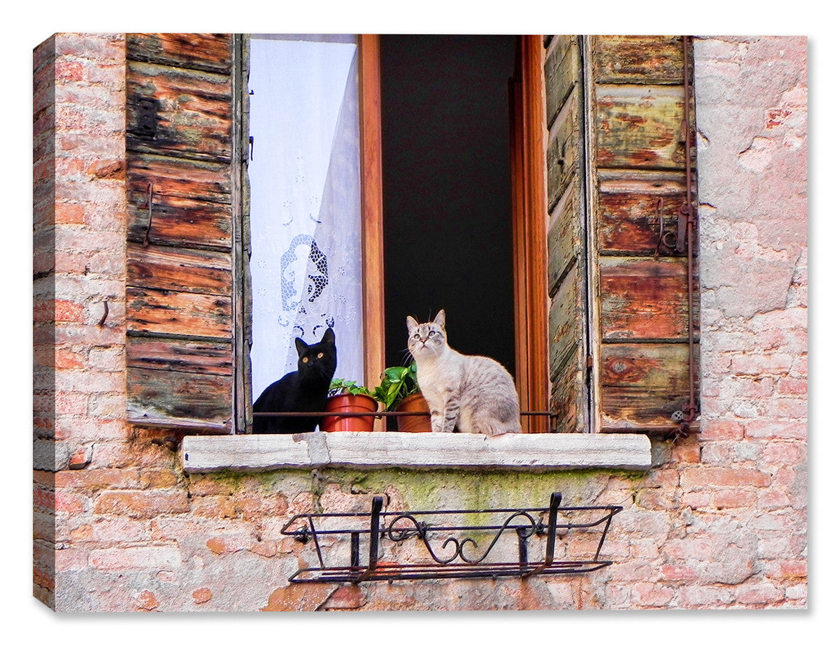 Photograph of Feline Cats printed on a Canvas Wrap