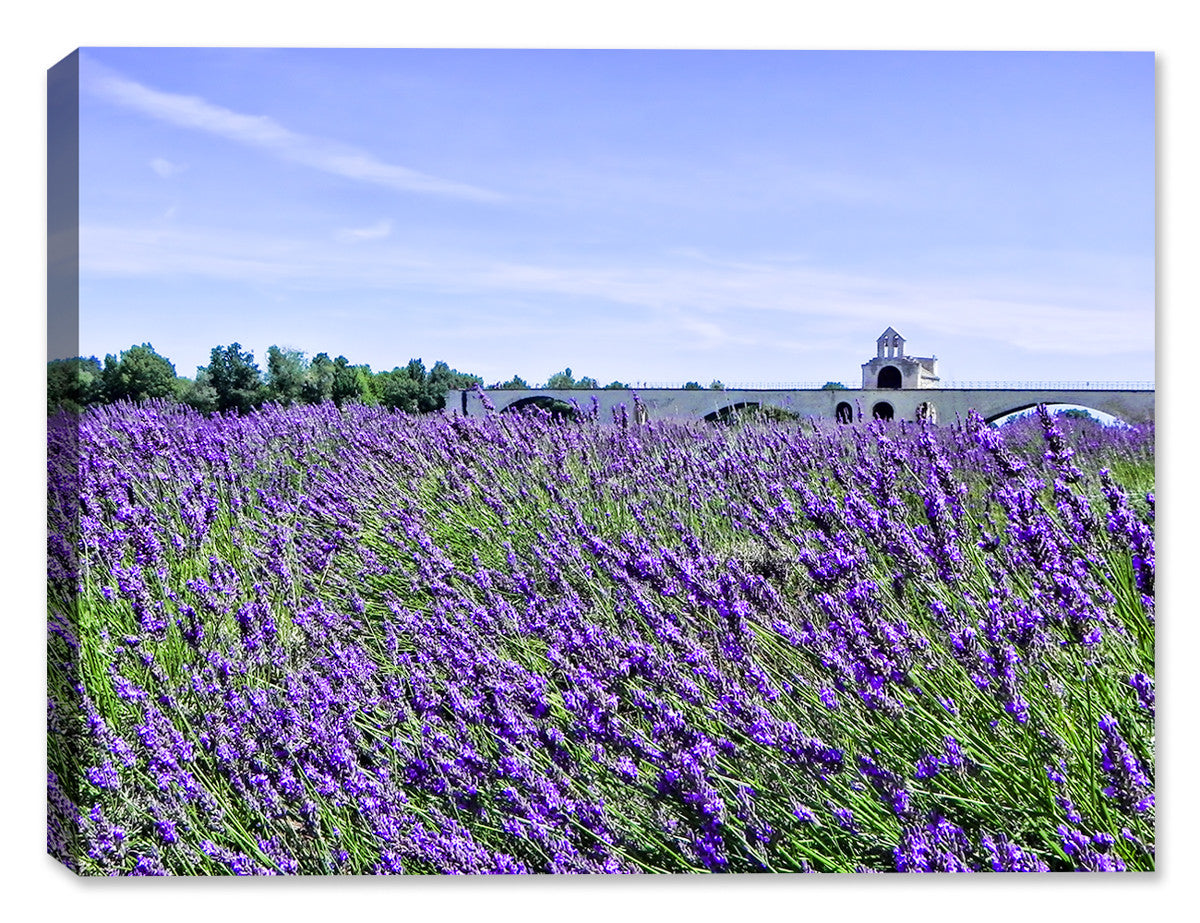 Photography of a Lavender Field - Printed on Canvas