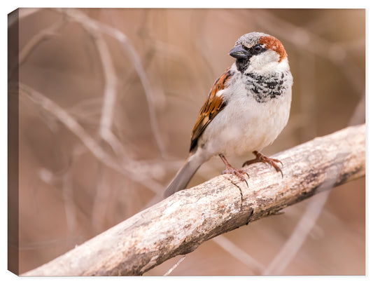 High Res Photo of Male House Sparrow