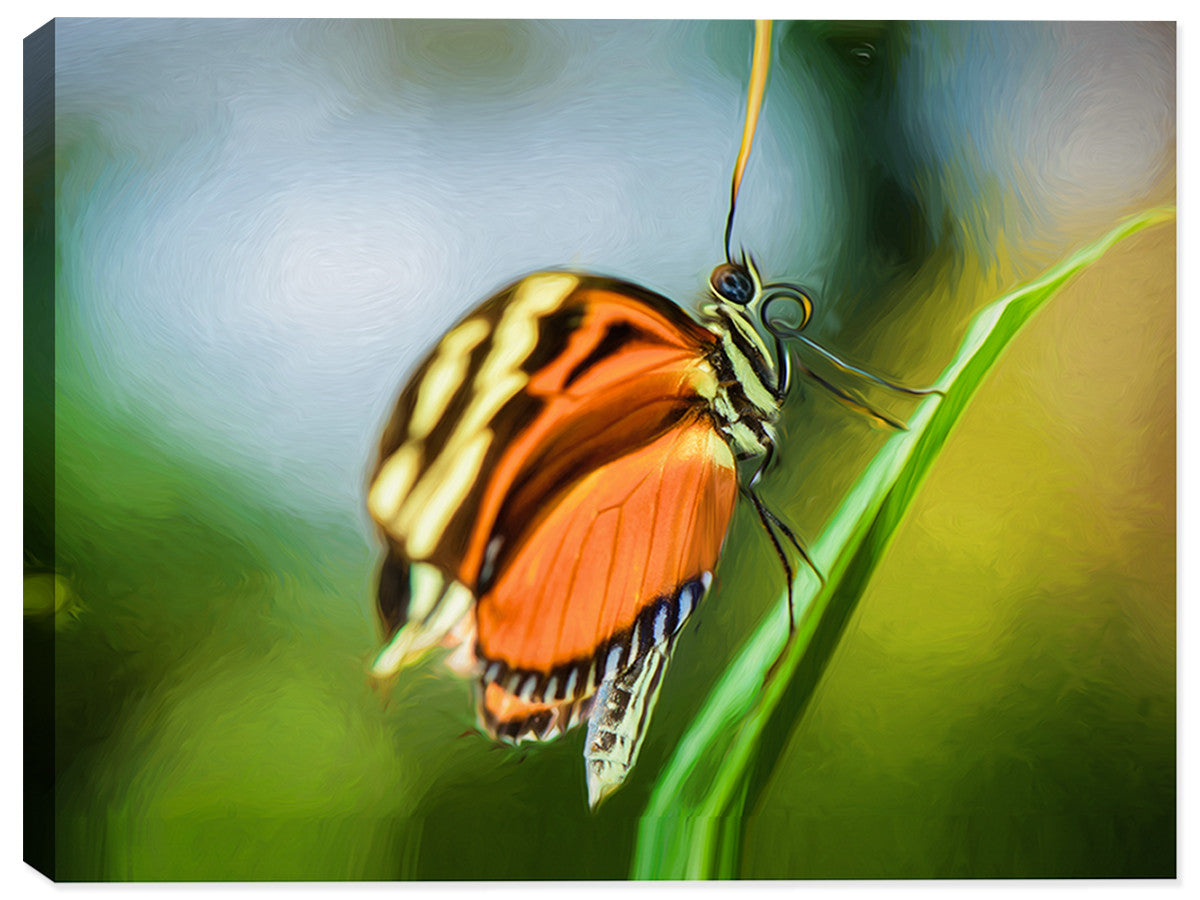 Monarch Butterfly  - Canvas Art Print - Canvas Art Plus