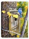 Painting of a Bluebird perched on a birdhouse mounted to a tree with fall colors.  Printed on Waterproof Canvas.