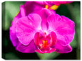 Orchid #2  - Fine Art Canvas Print - Canvas Art Plus