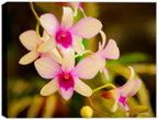 Fine Art Photography of an Orchid  printed on waterproof canvas.