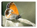 Photo of Pearly Heath Butterfly printed on Canvas