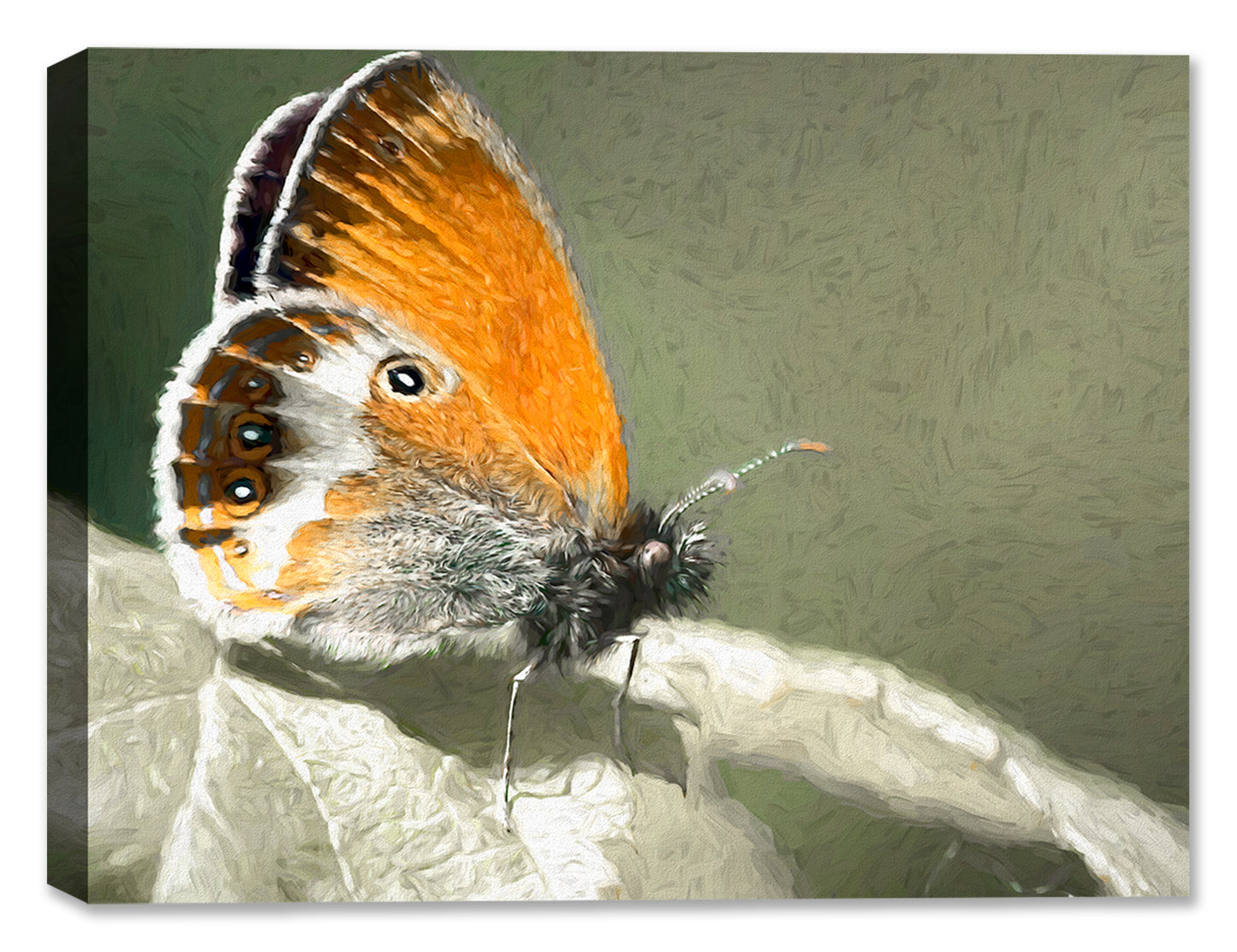 Photo of Pearly Heath Butterfly printed on Canvas
