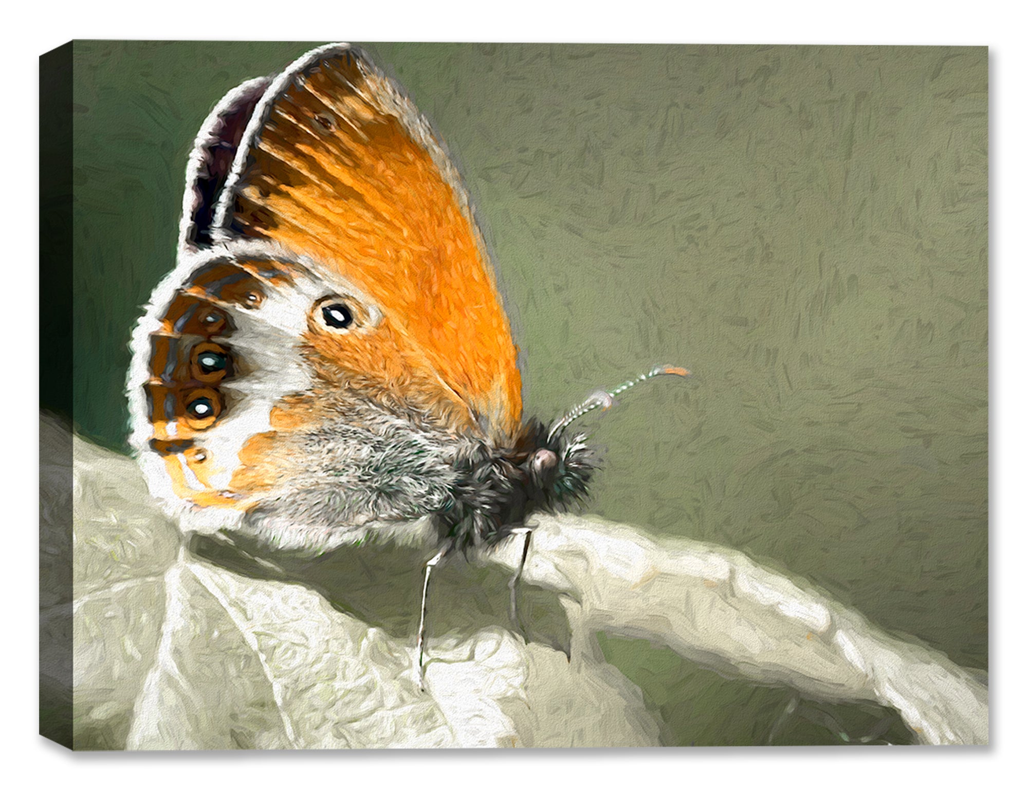 Photo of Pearly Heath Butterfly printed on Canvas