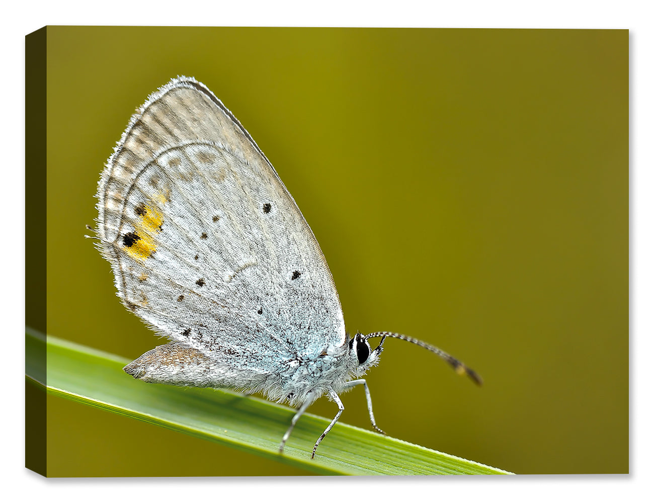 Photo of  Eastern Tailed-Blue Butterfly printed on Canvas