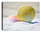 Image of Seashells sitting on sugar white sane.  Printed on waterproof canvas.
