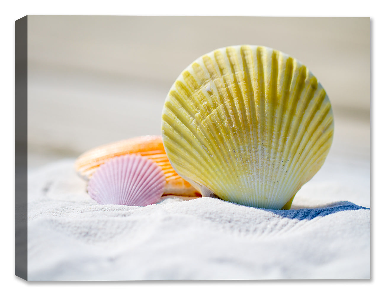 Image of Seashells sitting on sugar white sane.  Printed on waterproof canvas.