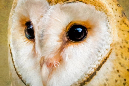 Close Up of Barn Owl