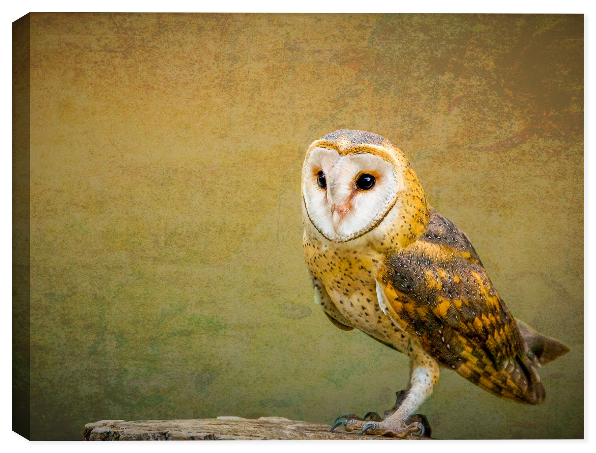 Barn owl painted on Canvas