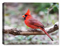 Cardinal on Branch Fine Art Photograph printed on Canvas
