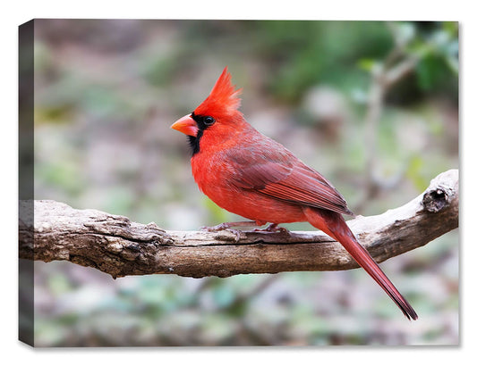 Cardinal on Branch Fine Art Photograph printed on Canvas