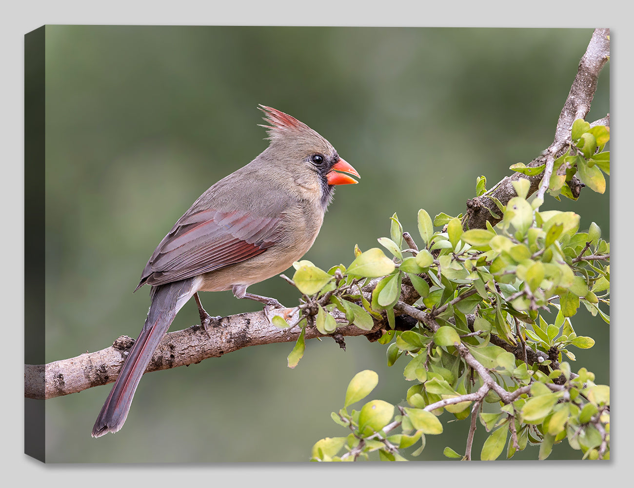 Female Cardinal Perched on a Branch - Printed on Canvas