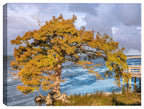 Photography of a cypress trees off the Atlantic Coast - printed on waterproof canvas 
