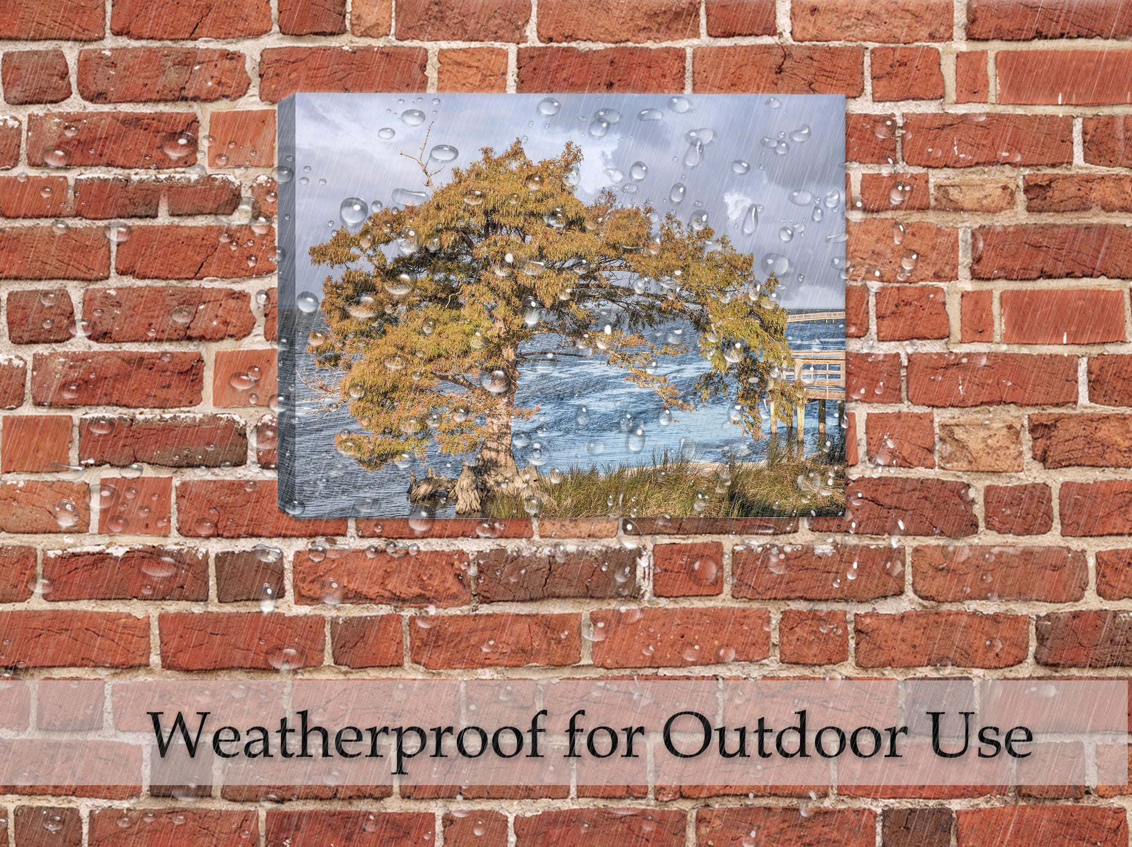 Photography of a cypress trees off the Atlantic Coast - printed on waterproof canvas - hanging on brick patio wall  in the rain