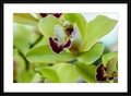 Image of a Green Moth Orchid - Matted and Framed