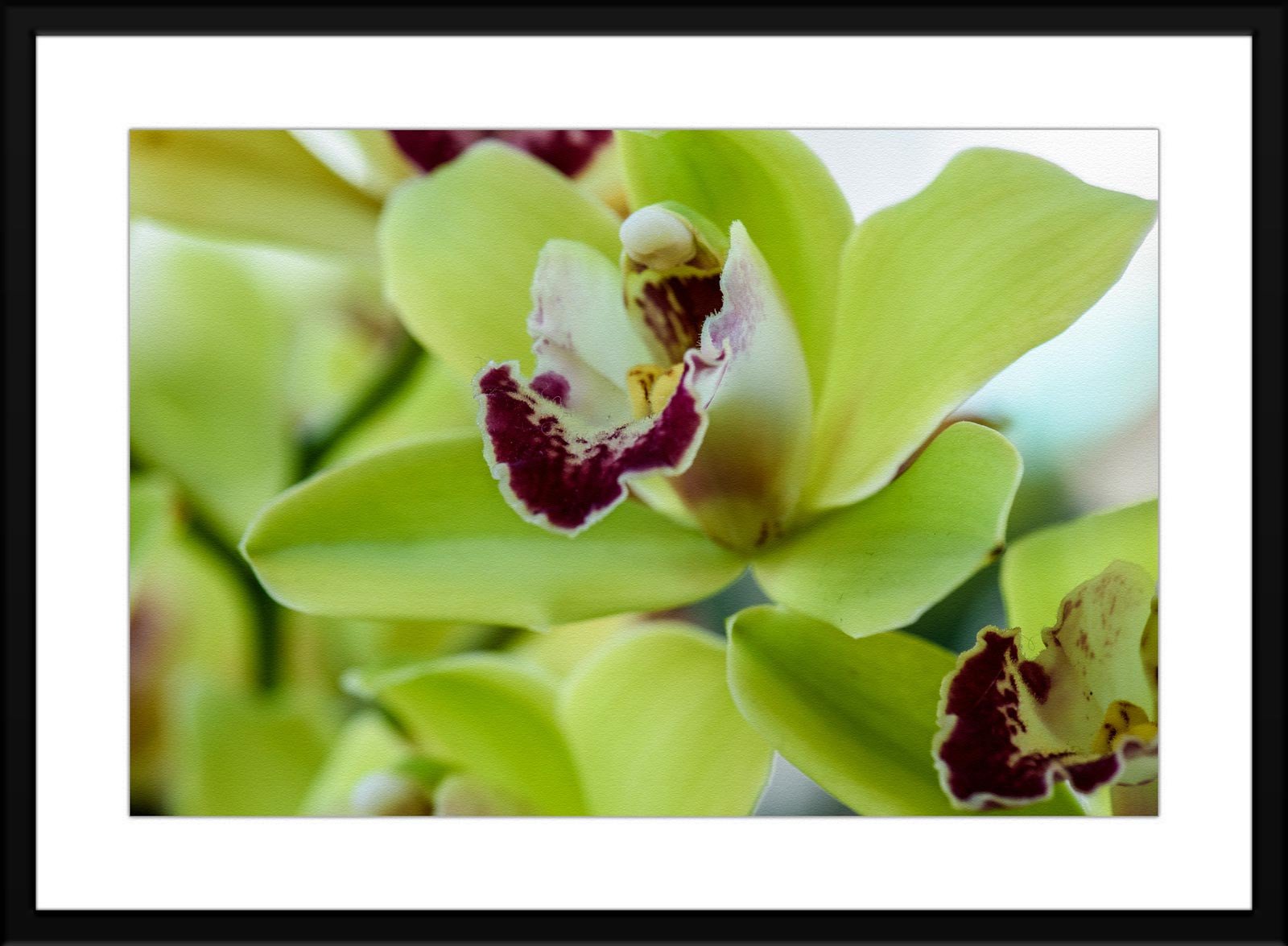 Image of a Green Moth Orchid - Matted and Framed