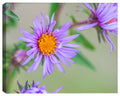 Image of a Purple Aster Wildlfower  printed on Canvas