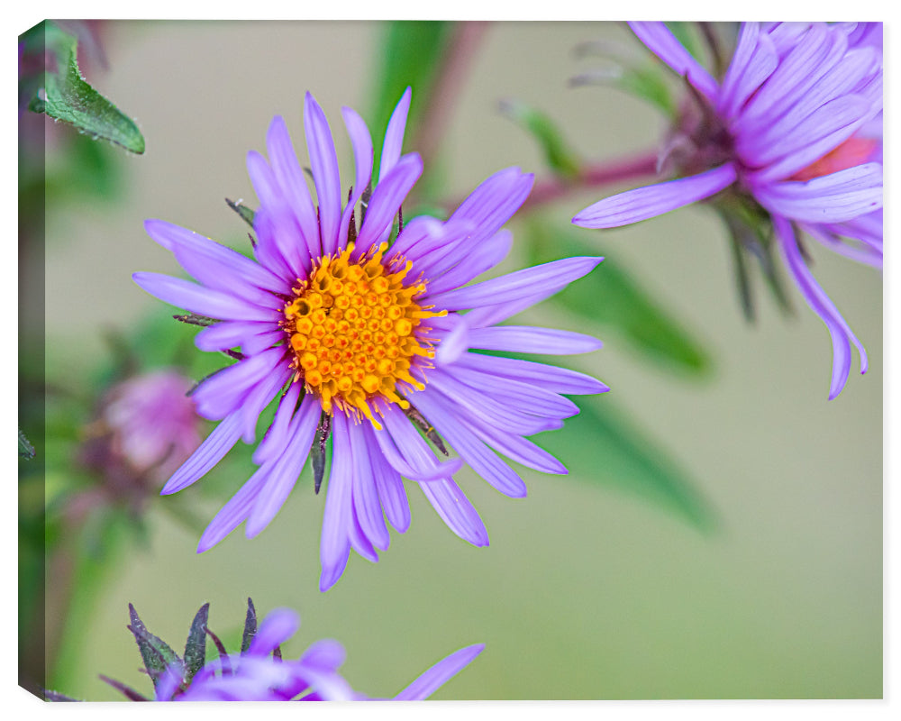 Image of a Purple Aster Wildlfower  printed on Canvas