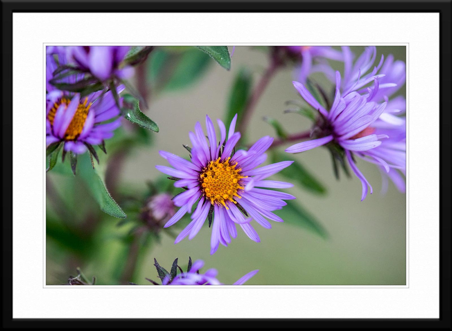 Captivating purple daisy wildflower photograph