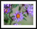 Captivating purple daisy wildflower photograph - framed and matted