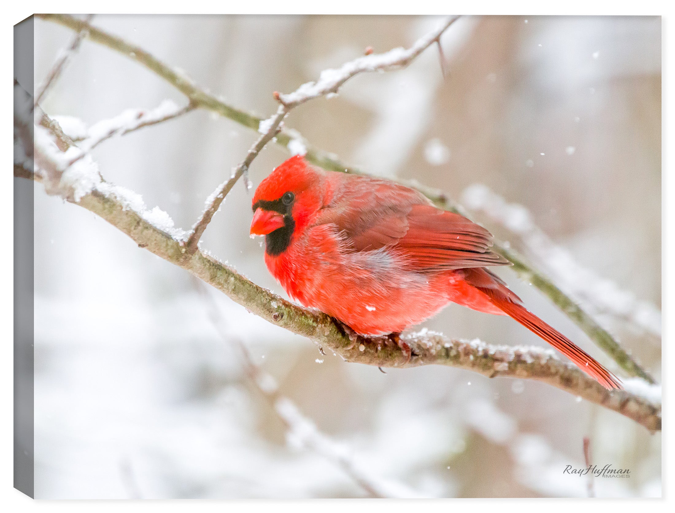 Cardinal in Winter Snow on a Branch - printed on Canvas