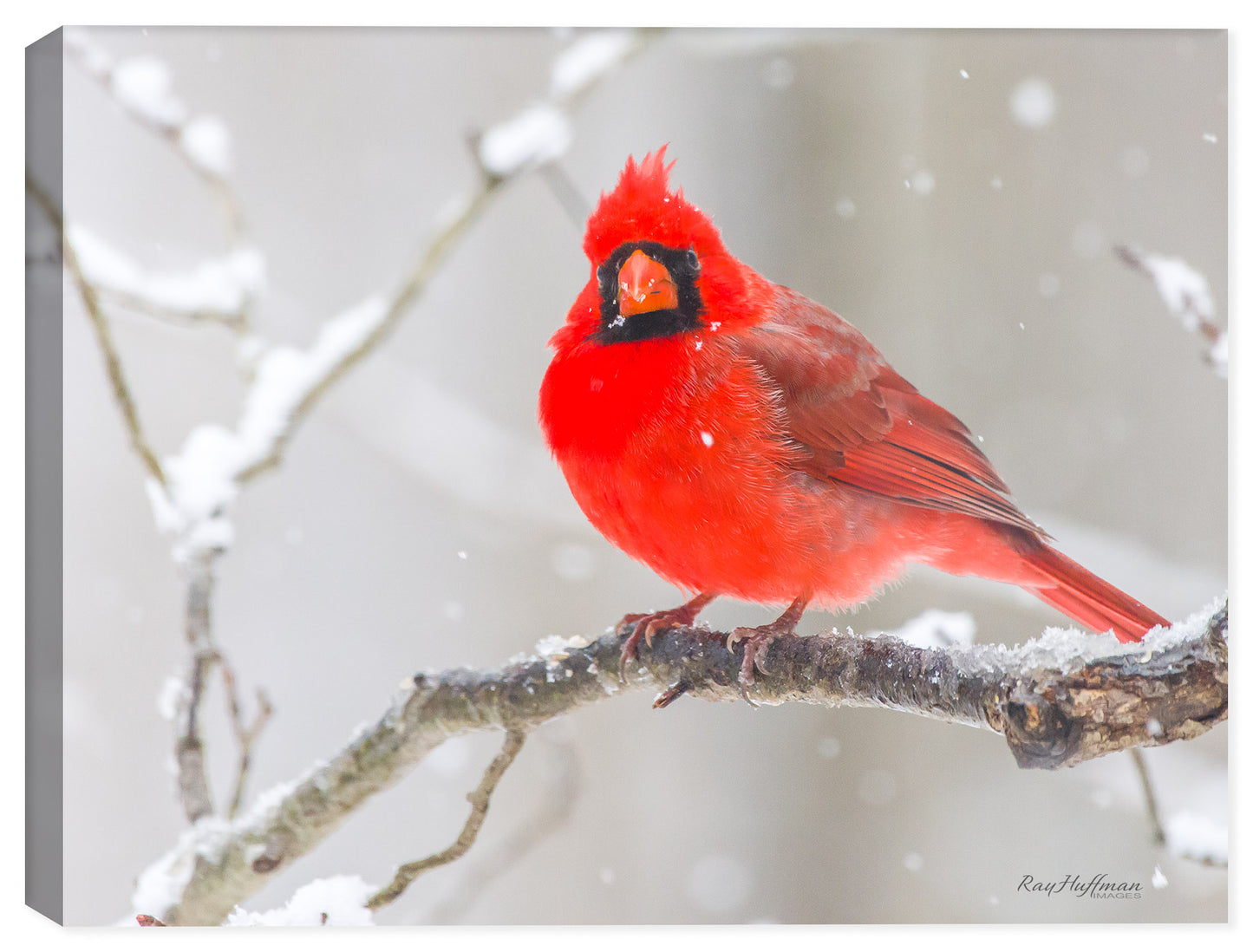 Cardinal #3 - Winter Snow - Photograph