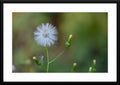  Dandelion photograph captures celestial harmony - framed