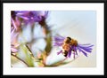 "Harmony in Flight: Bumblebee Photography - Framed fine art