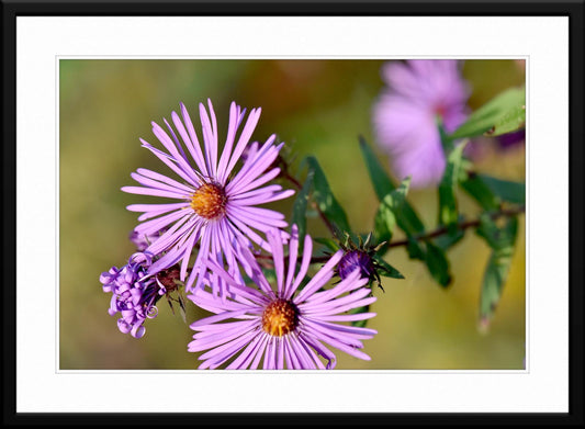 Purple Wild Flower Photography